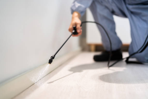 Certified termite inspector examining foundation in Wentzville