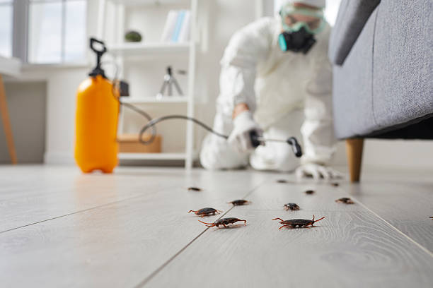 Commercial Kitchen Cockroach Control in Wentzville